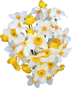 Трогательный весенний цветочный клипарт. Трогательный весенний цветочный клипарт.