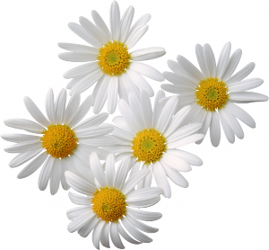 нежные белые ромашки нежные белые ромашки