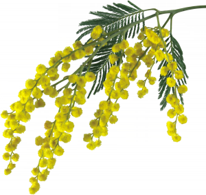 Мимоза. Нежные шарики желтой мимозы, символа весны и женского праздника.