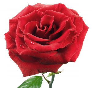 алая роза алая роза